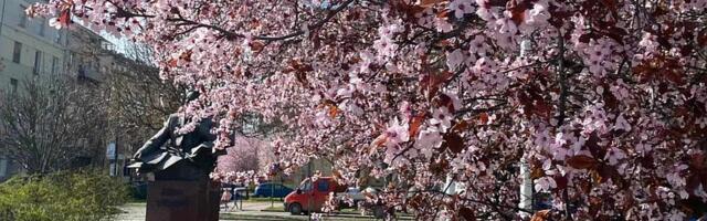 Sunčan petak pred Novosađanima: Šta vas očekuje u novom danu?