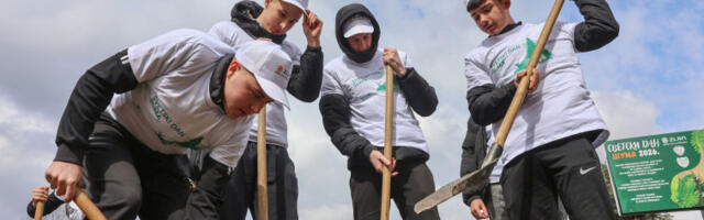 У Бору и Мајданпеку посађено 2.000 садница црног багрема