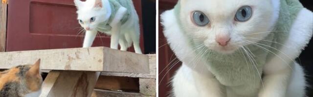 Mačka dobila džemper i pobesnela: Pogledom strelja vlasnike, internet se pita da li je ovo novi Pokemon