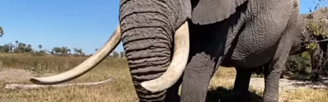 Vlasti Namibije doneli odluku o prodaji 170 slonova da bi sprečila sve češće sukobe