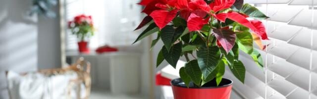 Kako negovati božićnu zvezdu: Sačuvajte cvet