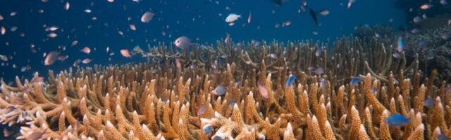 Čudo prirode, pronađen najveći koral na svetu (FOTO)