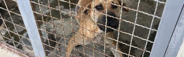 Patnja iza zatvorenih vrata: Šta se dešava sa napuštenim životinjama?