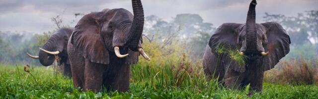 Poginuo čuveni lovac i milioner: U zasedi čekao antilope, a onda je nabasao na slonove, nije mu bilo spasa