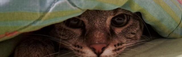 Evo kako psi i mačke utiču na naše mentalno zdravlje