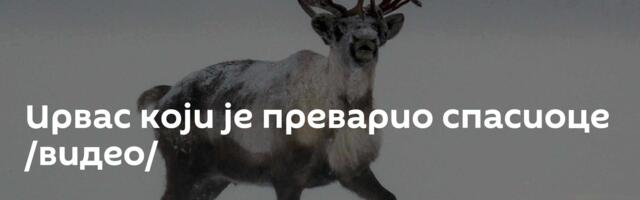 Ирвас који је преварио спасиоце /видео/