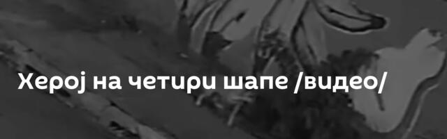 Херој на четири шапе /видео/