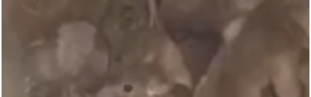 Nova tehnologija za hvatanje mnogo više miševa u jednom potezu - ovo najbolji način za to!