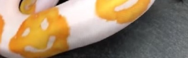 Amerikanac je uzgojio neverovatnog pitona koji ima čak i jedan zanimljiv detalj po sebi (VIDEO)