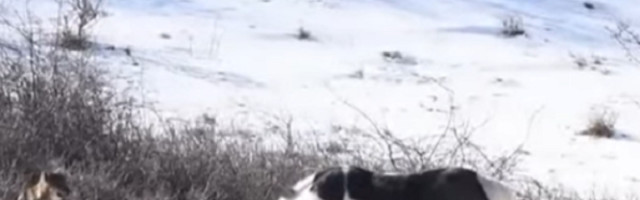 Išli Mujo i Haso za drva s konjima, a kad su naišli na veliku uzbrdicu, dogodilo se nešto čudno...