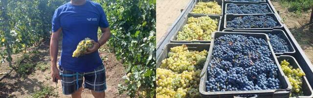 Živo je ovih dana u taraškim vinogradima: Vinogradari imaju razloga za zadovoljstvo