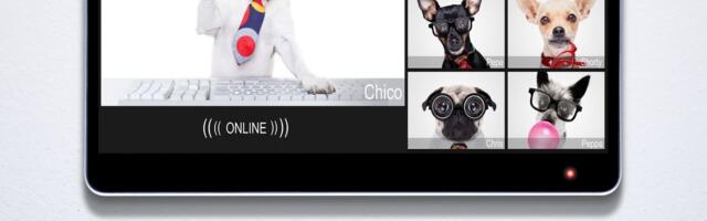 Šta vidi PAS dok GLEDA TV program: Ovo su mu ubedljivo NAJOMILJENIJE TEME