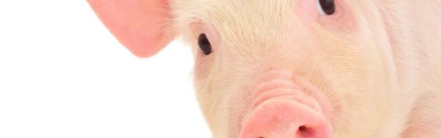 Otišao je da zakolje svinju, pa izbo komšiju: Alkohol "kumovao" pokušaju ubistva