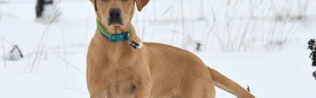 4 razloga zašto pas maše repom: Veterinar otkrio signale koje ljudi potpuno pogrešno tumače