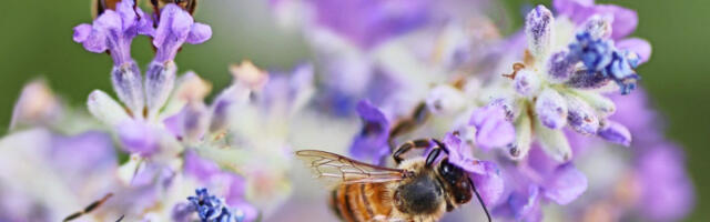 Užasna vest ako volite med: Često korišćena hemikalija razara nervni sistem pčela, ali je kritično važna