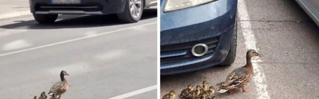 Kakva slučajnost ili možda nije: Isti prizor u dva grada, uverite se (VIDEO)