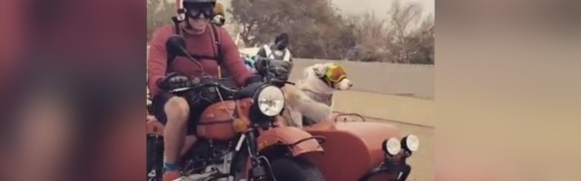 PRELEPO Motociklista sa dva psa krenuo na dalek put (VIDEO)