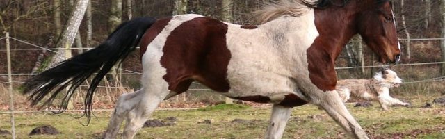 KONJ UŽIVA! Ovakvo društvo bi svako poželo! (Video)