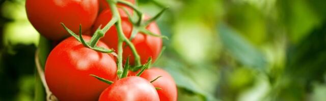 Ovako se pravilno čuva paradajz - trik uz pomoć kojeg će vam biti svež 2 nedelje
