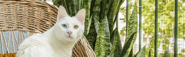 Mačke imaju nepogrešiv osećaj za vreme