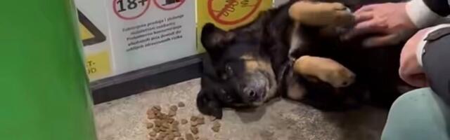 BUDI JAKA, KUCO: Staru ženku iz Resnika mužjaci godinama siluju, građani zaboravili da postoji sterilizacija