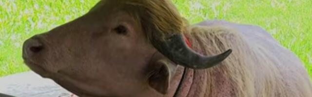 Albino bivo u Bangladešu koji je dobio nadimak "Donald Tramp" izbegao žrtvovanje za Kurban - bajram