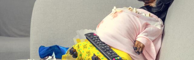 Kako da znate da li je vaš pas deblji nego što bi trebalo