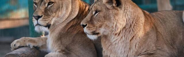 Izvršen vanredni inspekcijski nadzor u ZOO vrtu Palić: "Životinje su u dobrom stanju, bezbedne i zbrinute"