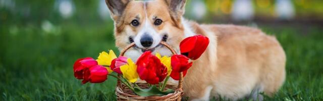 Poklanjate cveće za Dan zaljubljenih? Obratite pažnju – neke vrste su otrovne za kućne ljubimce