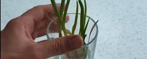 Bez bašte, zemlje i velikog truda: Evo kako da vam mladi luk ponovo izraste u čaši za samo nekoliko dana (VIDEO)