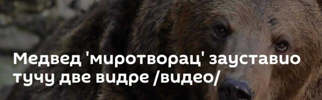 Медвед 'миротворац' зауставио тучу две видре /видео/