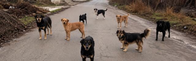 Majka troje dece u Novopazarskoj banji: čopor pasa napao na putu do posla