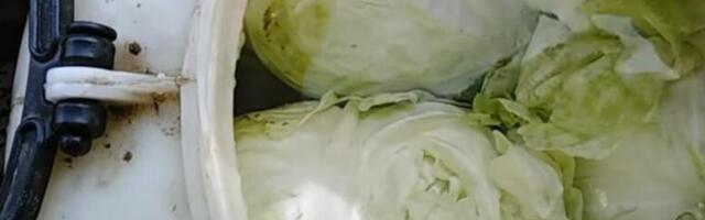 Bugarke samo ovako kisele kupus i NIKAKO DRUGAČIJE! Dodaju ovo zrno u bure i nikad se ne kvari