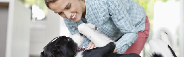 Hitno se povlači ova hrana za pse, momentalno je bacite! Postoji rizik od infekcije kod ljudi, izuzetno je opasno