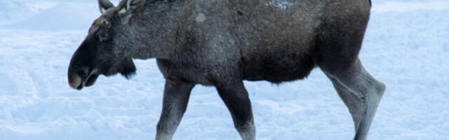 „Путник” какав се не виђа сваки дан: Лос покушао да уђе у аутобус