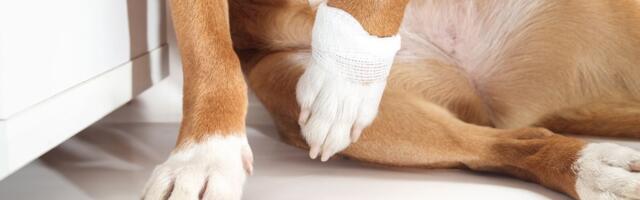 Da li i vašeg psa ponekad PECKAJU šape: Prolaznu tegobu poznatu ljudima najčešće pokreće JEDAN UZROK