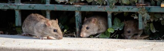 Pacovi se šetaju centrom Beograda (VIDEO)