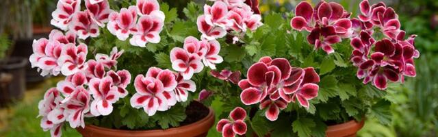 Kupujete muškatle? Obratite pažnju na 5 ključnih stvari