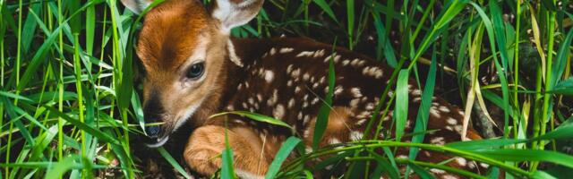 "Sretno, lepi moj": Marko sa Romanije objavio snimak svog preslatkog posetioca