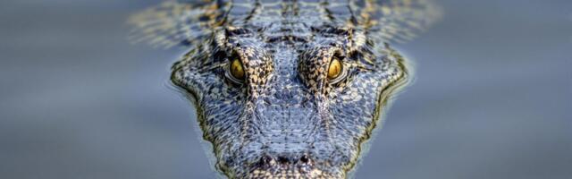 Poplave na severu Australije: Krokodili "praktično svuda", evakuacija hiljada ljudi