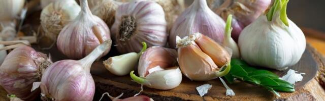 Pojeli ste proklijali beli luk? Mnogi misle da je otrov - evo šta se događa u vašem telu