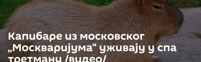 Капибаре из московског „Москваријума“ уживају у спа третману /видео/