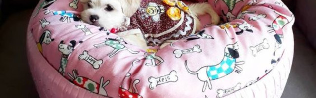 DIY kreveti za kućne ljubimce koji će razmaziti vaše krznene prijatelje