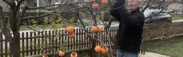 Šta to Momčilo čuva? Njegovo dvorište više liči na mediteransku oazu nego mačvansku avliju