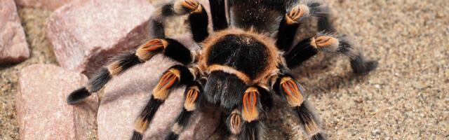 Oko 150 tarantula pronađeno u kući