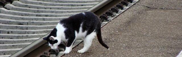 Mačka sama putovala vozom po Nemačkoj