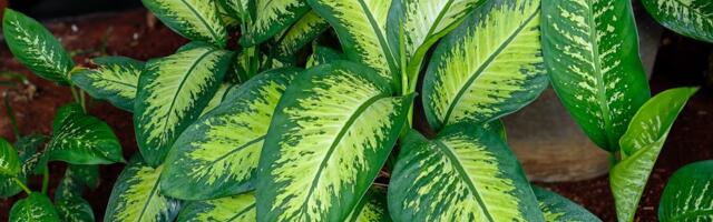 Zaboravite kaktus i sanseveriju, ova biljka pravi luksuz u stanu: Izgleda kao iz kataloga, a ne traži mnogo