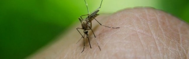 NAPRAVITE DOMAĆI RASTVOR PROTIV KOMARACA! Potrebna su vam samo tri sastojka!