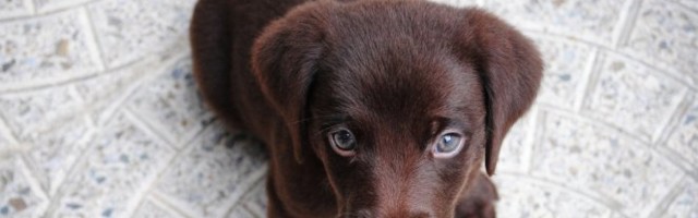 ZNATE LI ČEMU PSU SLUŽI REP? Odgovor je veoma interesantan!