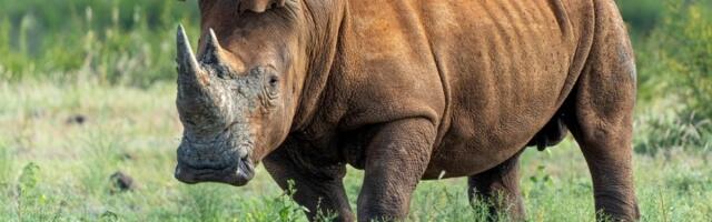 Kao u Parku iz doba Jure: Mrtav nosorog bi mogao da spasi svoju vrstu od izumiranja! (FOTO/VIDEO)